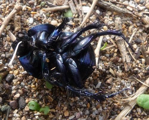 Jekelius intermedius
