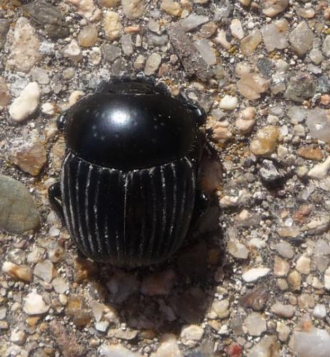 Scarabaeus laticollis