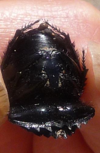 Réf. 67 178 : Scarabaeus laticollis