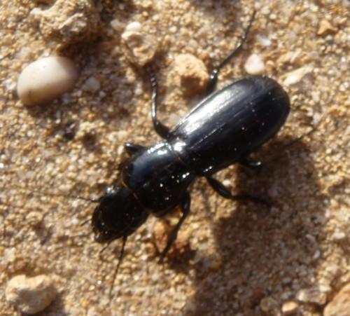 Percus sp.