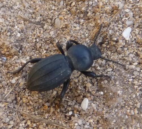 Réf. 67 163 : Scaurus striatus