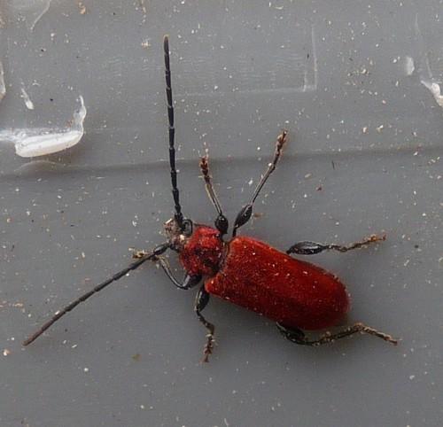 Pyrrhidium sanguineum