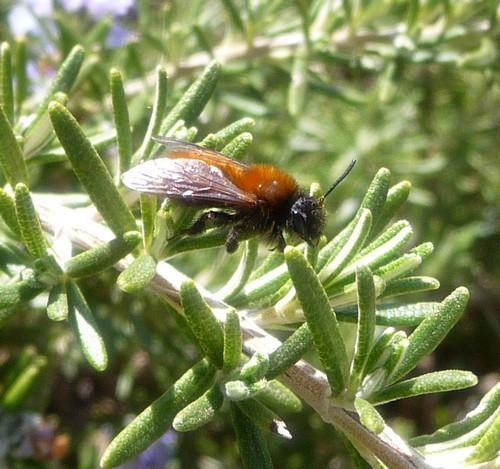 Réf. 67 362 : Andrena fulva