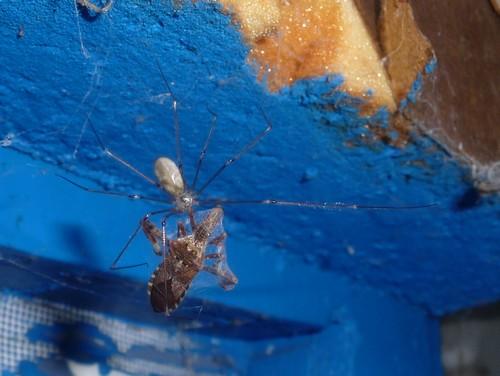 Pholcus phalangioides