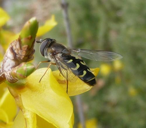 Scaeva selenitica