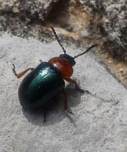 Réf. 67 896 : Gastrophysa polygoni