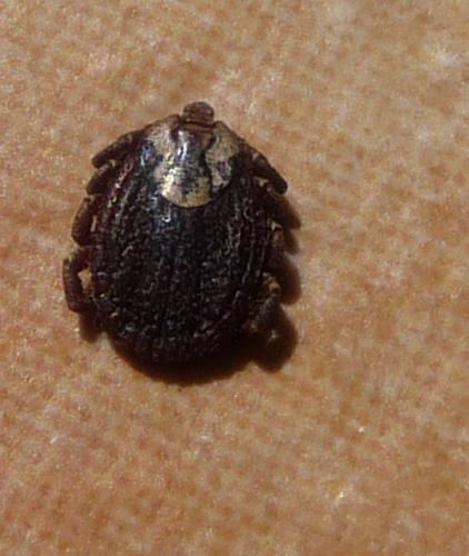 Réf. 67 782 : Dermacentor reticulatus