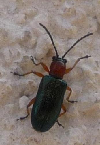 Réf. 67 892 : Oulema sp.
