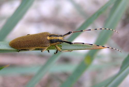 Réf. 67 394 : Agapanthia asphodeli