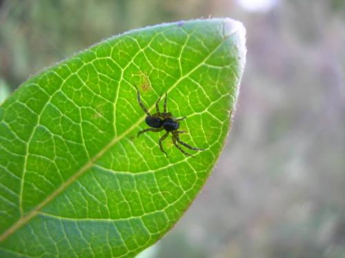 Pirata sp.