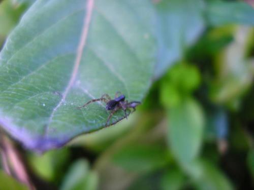 Pirata sp.