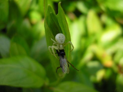 Misumena vatia