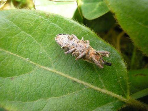 Réf. 67 976 : Lixus ochraceus