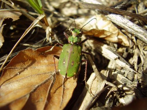 Cicindela campestris