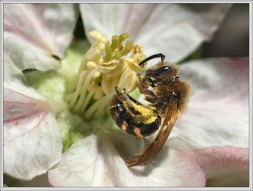Lasioglossum sp.