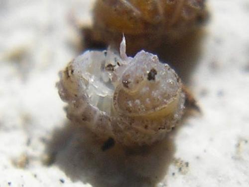 Reductoniscus costulatus