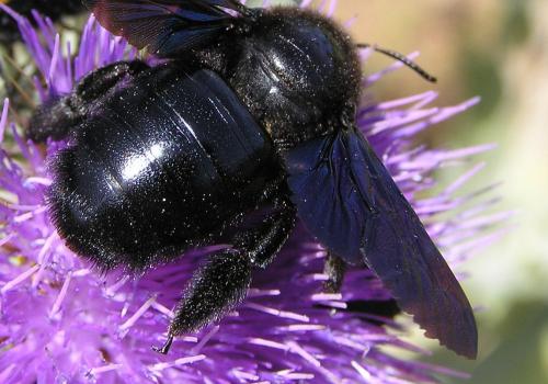 Xylocopa sp.