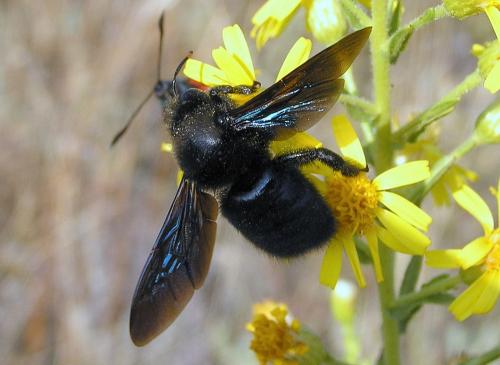 Xylocopa violacea