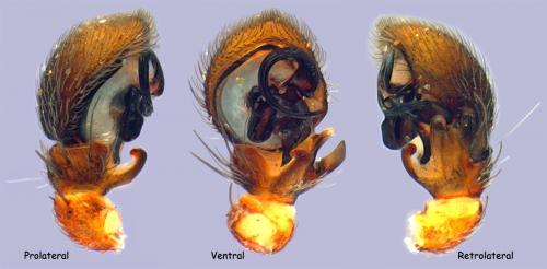 Réf. 67 816 : Ozyptila atomaria