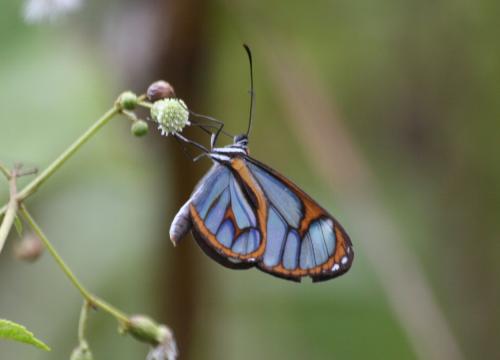 Ithomia terra