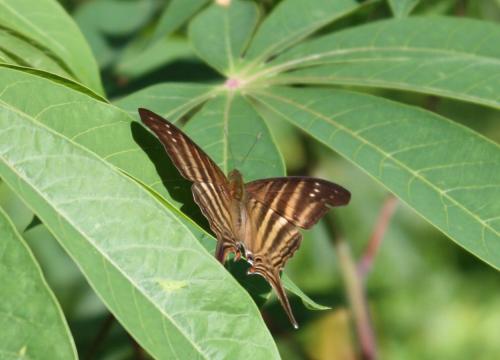 Marpesia chiron