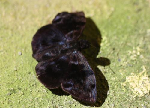 Ebrietas evanidus