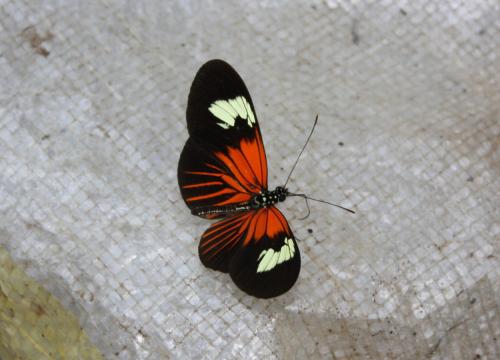 Réf. 67 221 : Heliconius erato erato