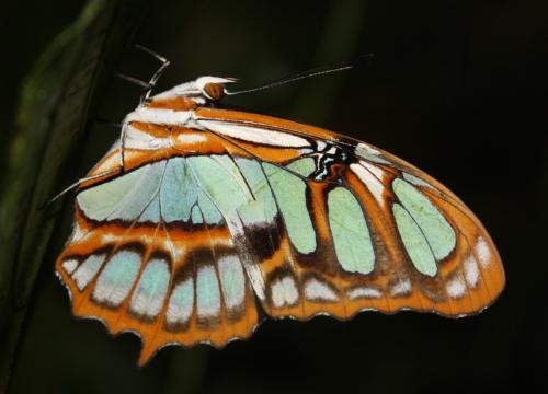 Siproeta stelenes