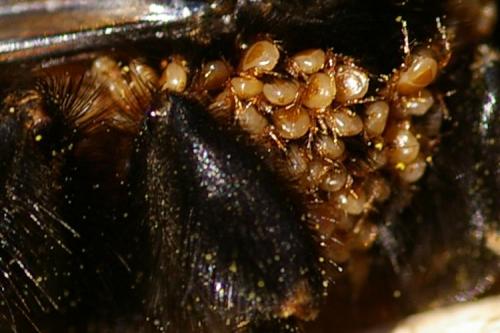 Parasitellus sp.