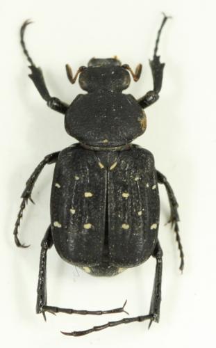 Réf. 67 115 : Paratrichius sp.