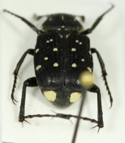 Paratrichius sp.