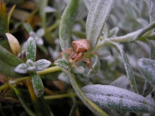 Réf. 67 887 : Gibbaranea bituberculata