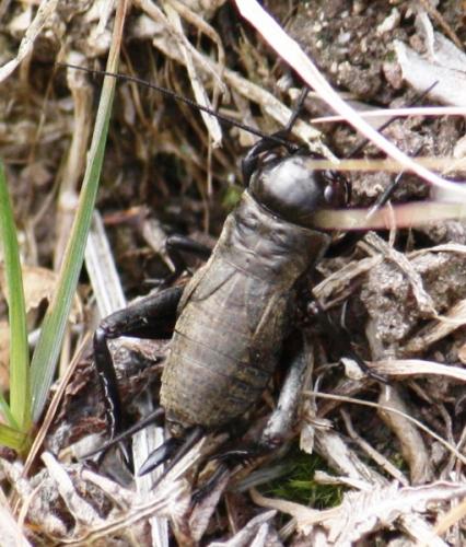 Réf. 67 912 : Gryllus campestris