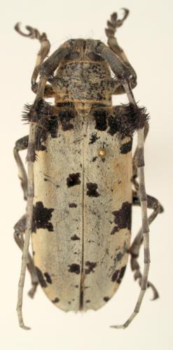 Aristobia voeti