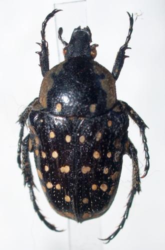 Stichothyrea picticollis
