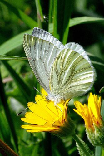 Réf. 67 368 : Pieris napi