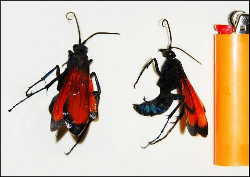 Pepsis sp.