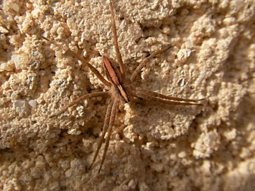 Pisaura mirabilis