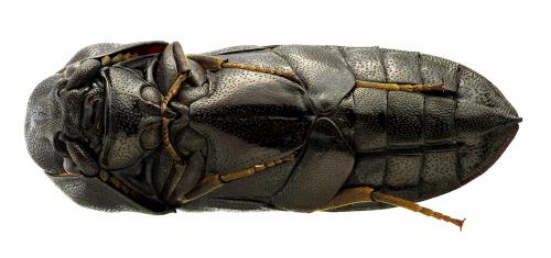 Réf. 67 224 : Gastraulacus cavifrons