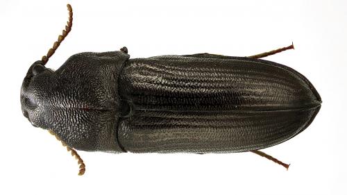 Gastraulacus cavifrons