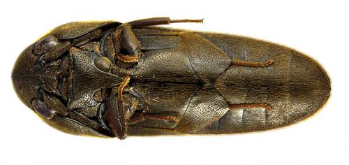 Idiotarsus tricarinatus