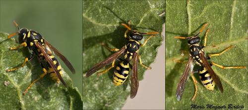 Réf. 67 621 : Polistes gallicus