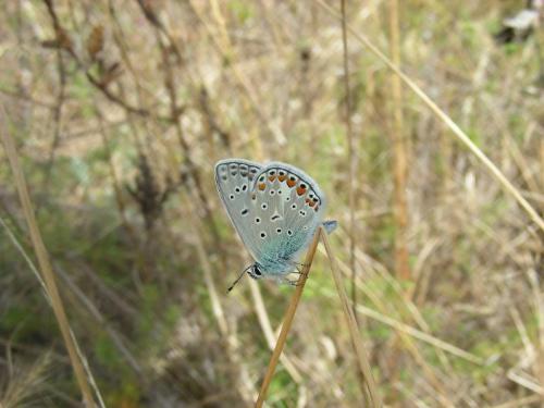 Polyommatus icarus