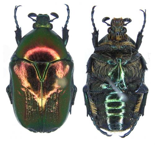 Potosia angustata angustula