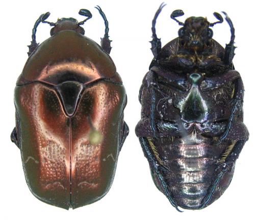 Réf. 67 064 : Potosia cuprina