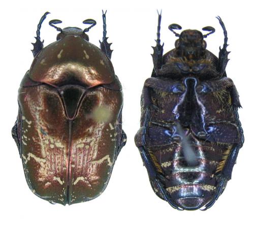 Réf. 67 065 : Potosia cuprina