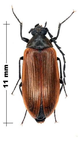 Pseudocistela ceramboides
