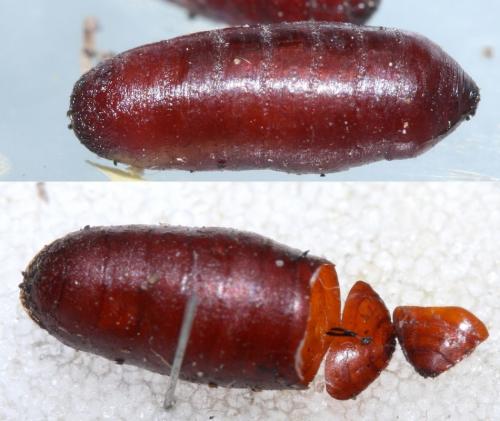 Réf. 67 548 : Phaonia trimaculata