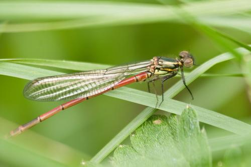Pyrrhosoma nymphula
