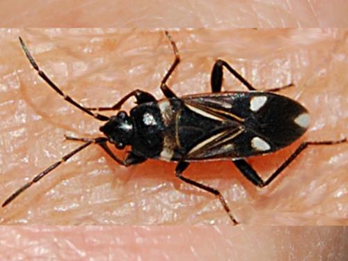 Raglius alboacuminatus